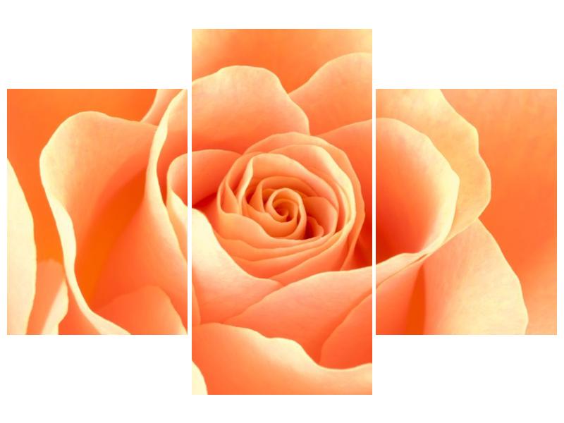Obraz růže (F000693F90603PCS)