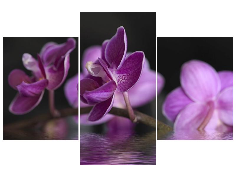 Obraz fialové květiny na hladině (F001231F90603PCS)