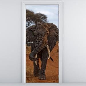 Fototapeta pentru ușă - elefant