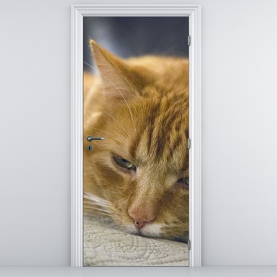 Fotótapéta ajtóra - Macskák