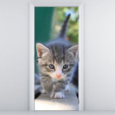 Fototapeta na dveře - Koťátko