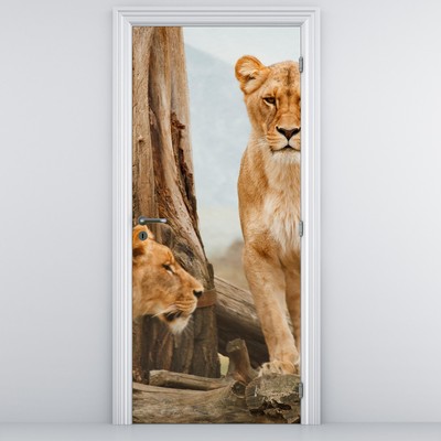 Fototapeta na dveře - Dvě lvice (D020655D95205)