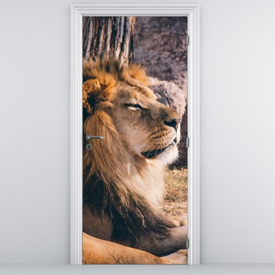 Foto tapeta za vrata - Ležeći lav