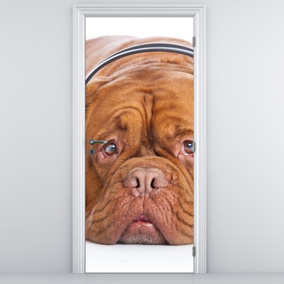 Fototapeta na dveře - Pes se sluchátky