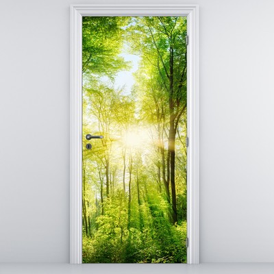 Fototapeta na dveře - Svítání v lese