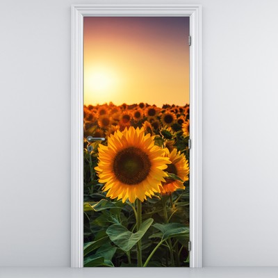 Fototapeta na dveře - Slunečnice