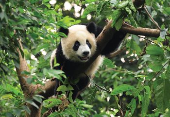 Foto tapeta - Panda na stablu