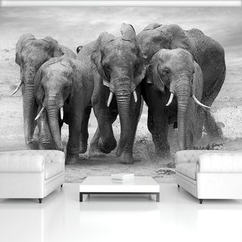 Fotótapéta - Elefántok