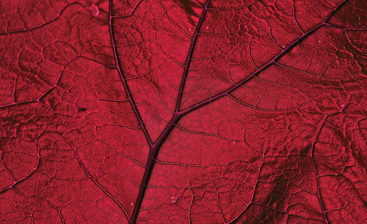 Fototapet - Macro frunză - roșie (T031937)