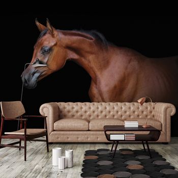 Fototapeta - Hnedý kôň na čiernom pozadí