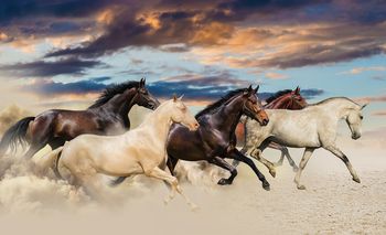 Fototapeta - Cval Mustangů