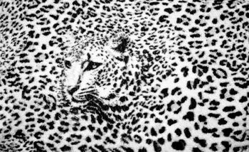 Foto tapeta - Črno-beli - gepardi