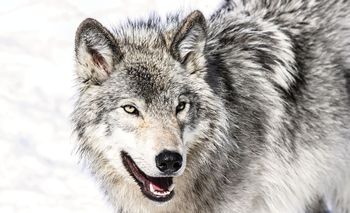 Fototapeta - Sněžný vlk