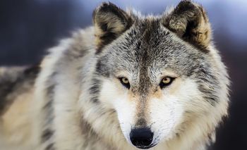 Fototapeta - Sněžný vlk