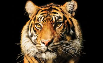 Foto tapeta - Veličanstveni tigar