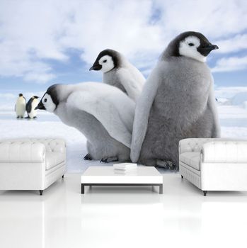 Fotótapéta - Pingvinek