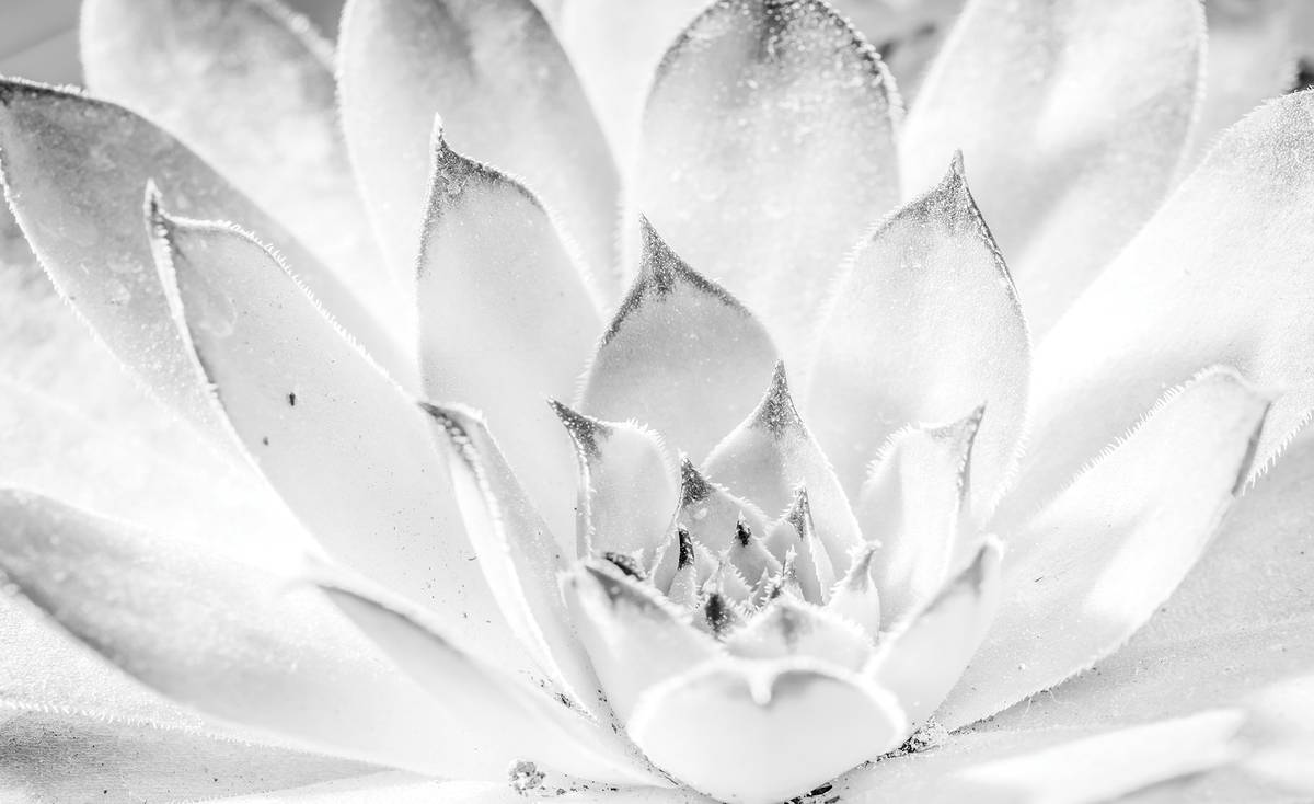 Fototapet - Floare de lotus (T033672)