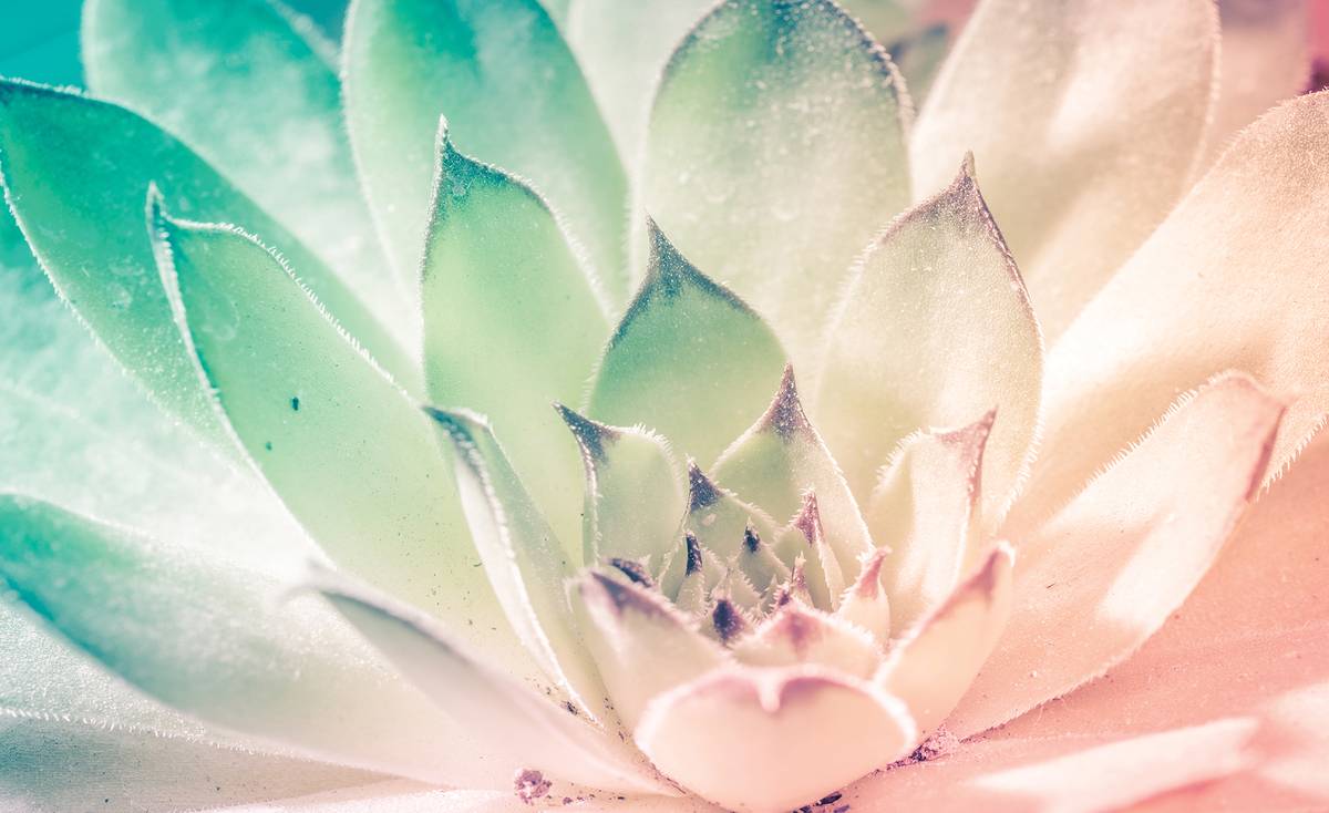 Fototapet - Floare de lotus (T033673)