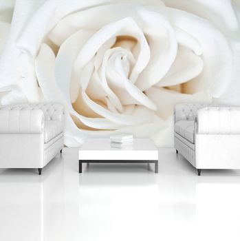 Foto tapeta - Bijela ruža