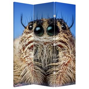 Paraván - Detail pavouka
