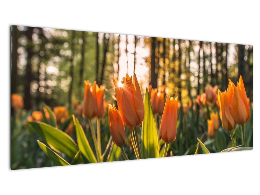 Obraz - oranžové tulipány (V020552V10040)