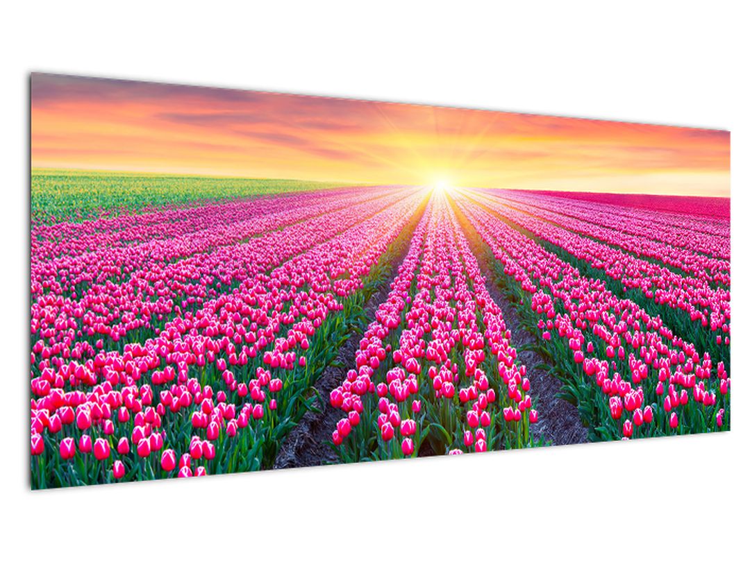 Obraz pole tulipánů se sluncem (V020554V10040)
