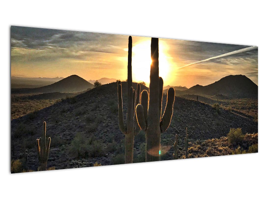 Obraz - kaktusy ve slunci (V020560V10040)