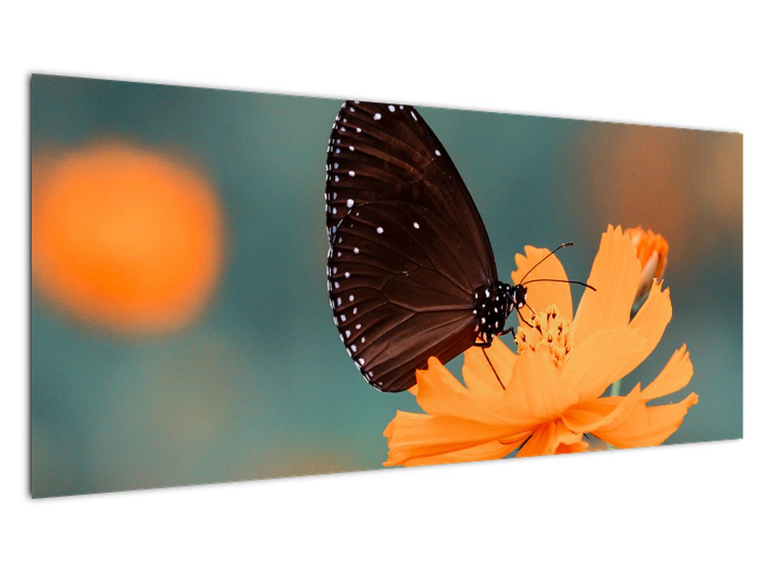 Obraz - motýl na oranžové květině (V020577V10040)