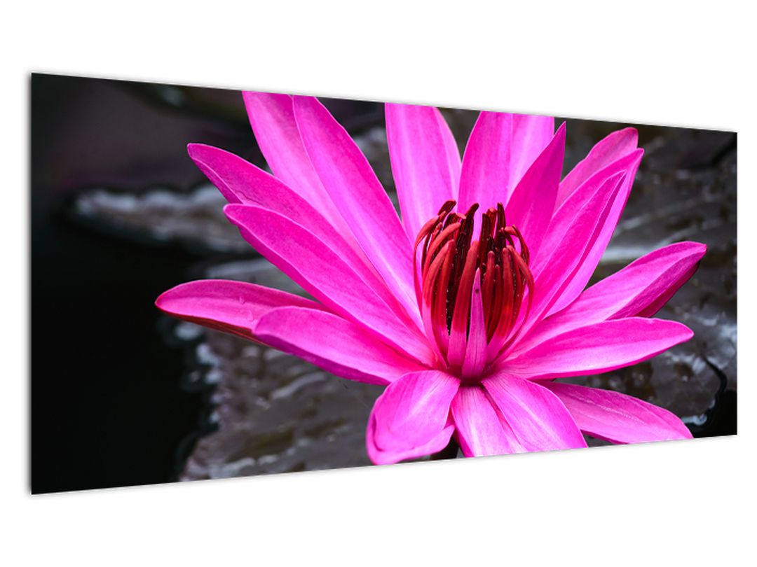 Obraz - růžový květ (V020636V10040)