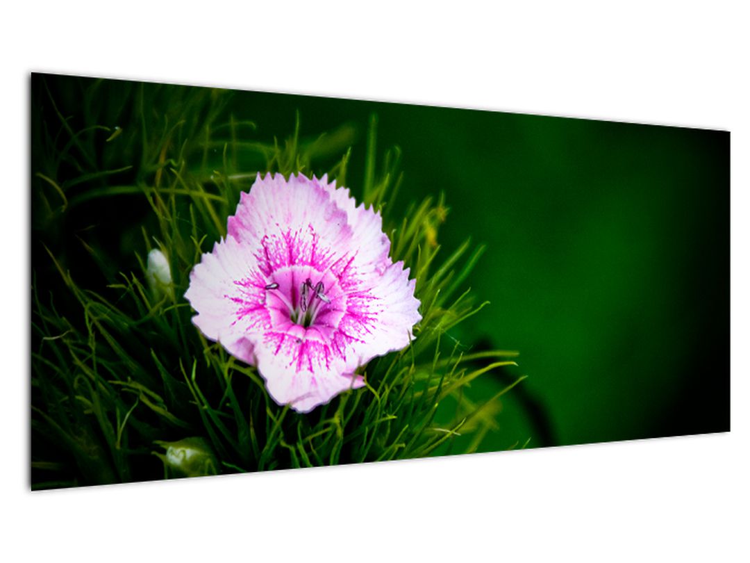 Obraz růžového květu (V020990V10040)