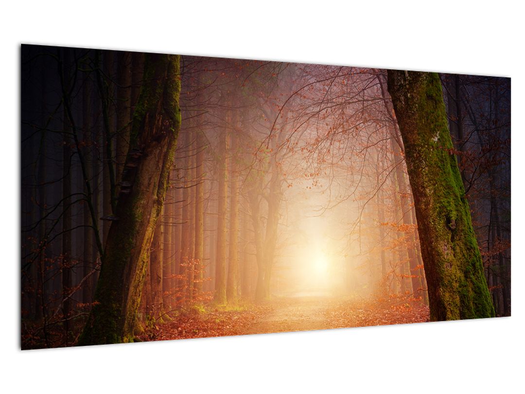 Skleněný obraz podzimního lesa v mlze (V020013V10050GD)