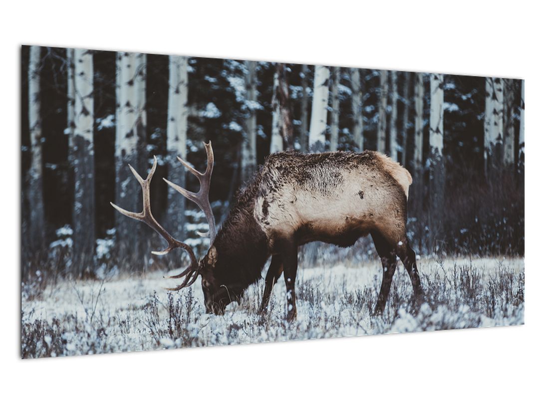 Skleněný obraz - jelen v zimě (V020179V10050GD)