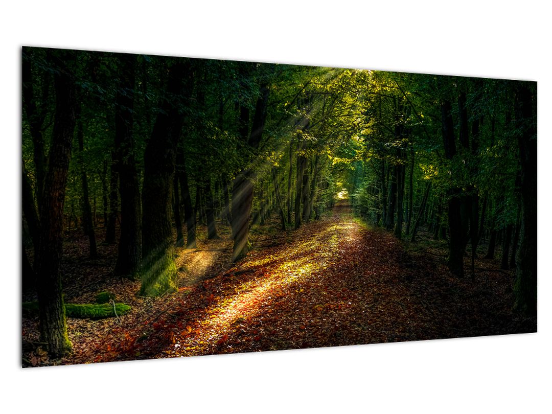 Skleněný obraz lesní cesty (V020253V10050GD)