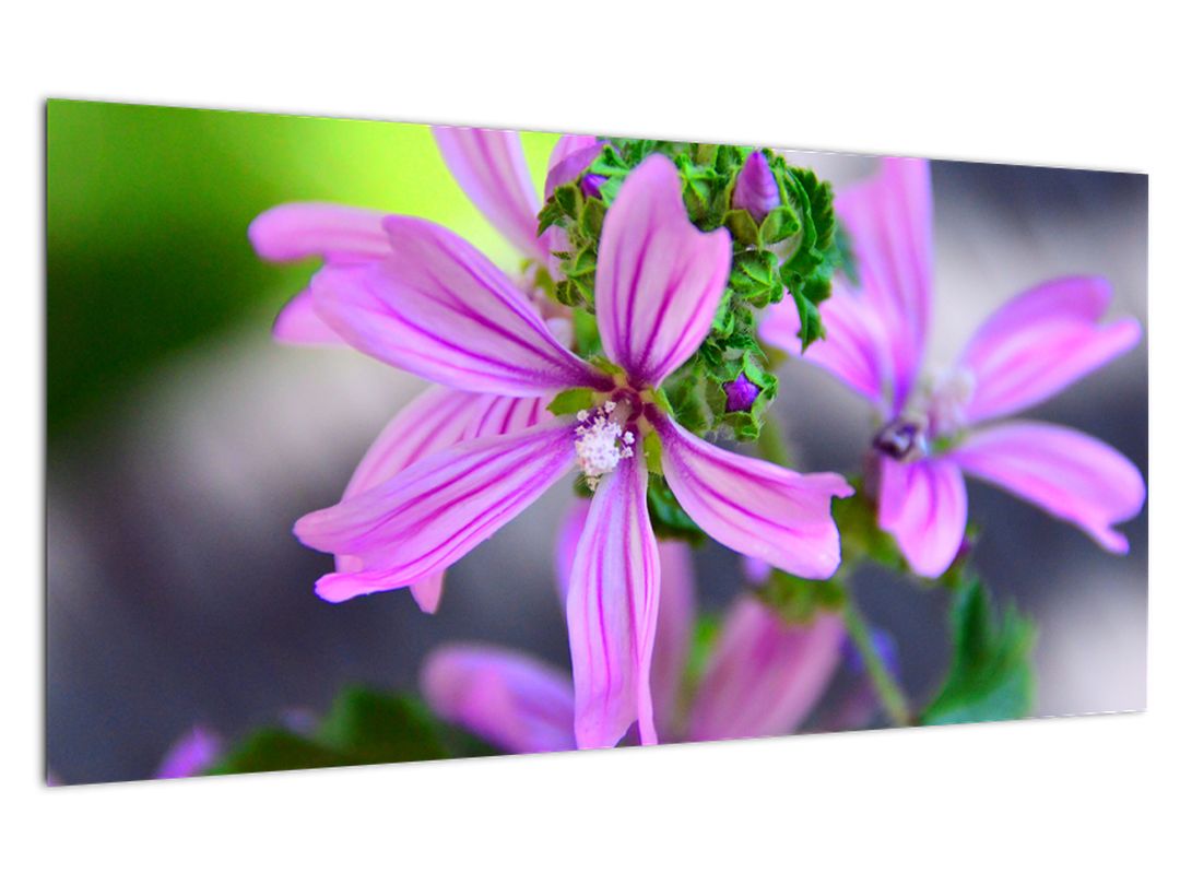 Detailní obraz květiny (V020300V10050GD)