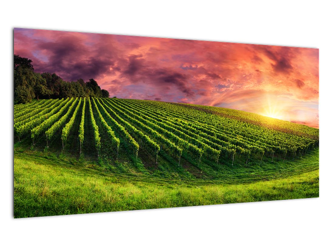 Skleněný obraz vinohradu s barevným nebem (V020336V10050GD)