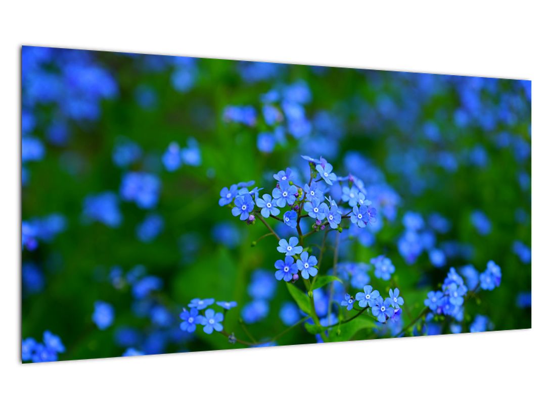 Skleněný obraz modrých květin (V020377V10050GD)