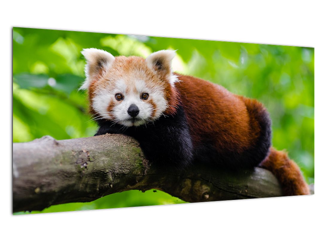 Skleněný obraz pandy červené (V020455V10050GD)