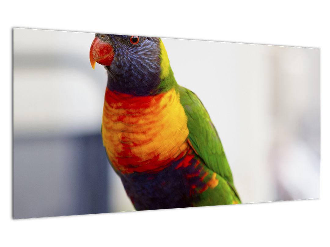 Skleněný obraz papouška (V020466V10050GD)