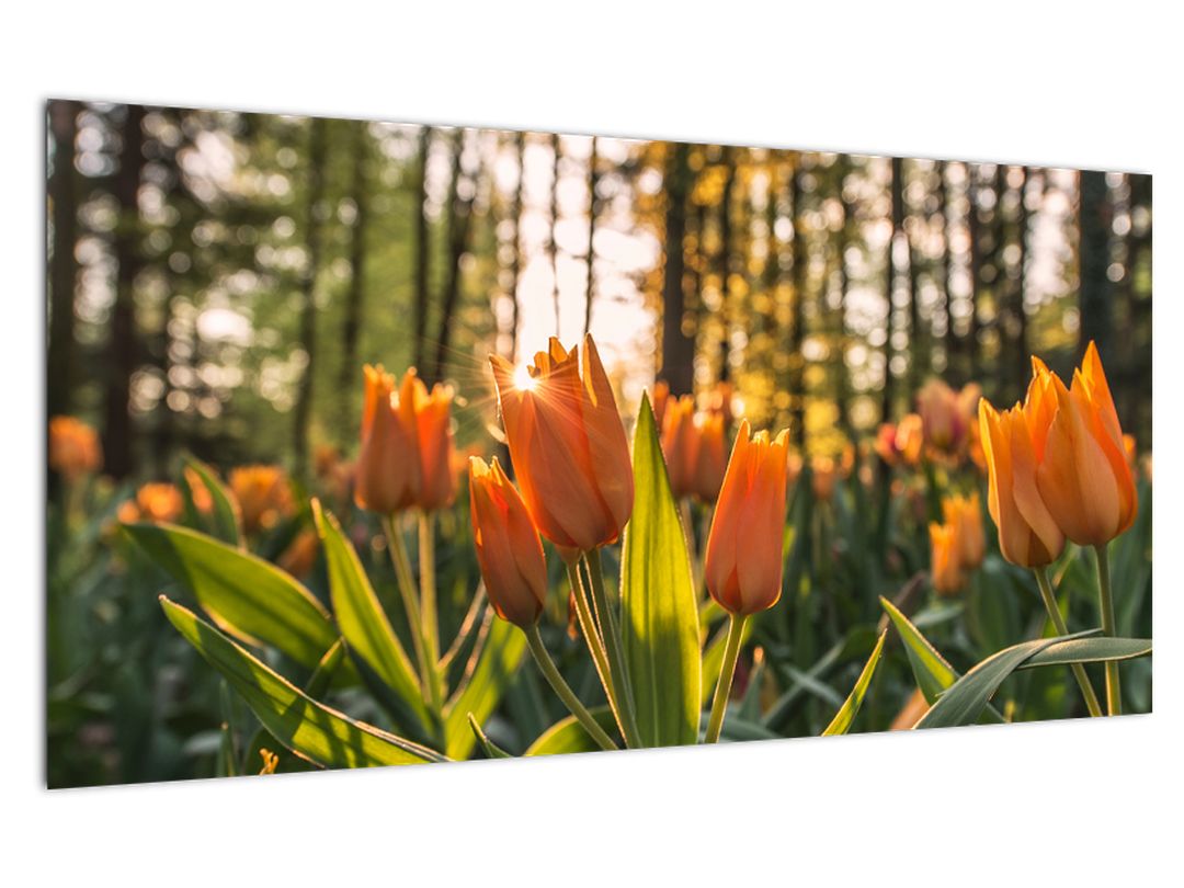 Skleněný obraz - oranžové tulipány (V020552V10050GD)