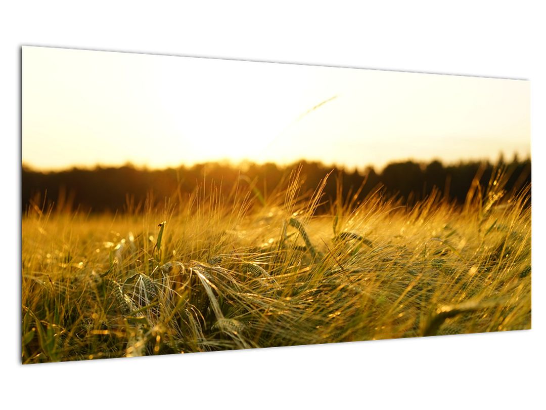 Skleněný obraz orosené trávy (V020584V10050GD)