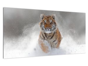 Futó tigris a hóban képe (üvegen) (V020719V10050GD)