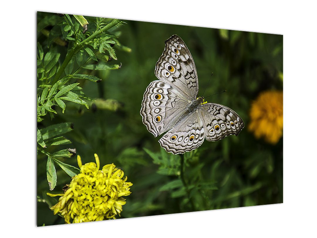 Obraz - bílý motýl (V020576V10070)