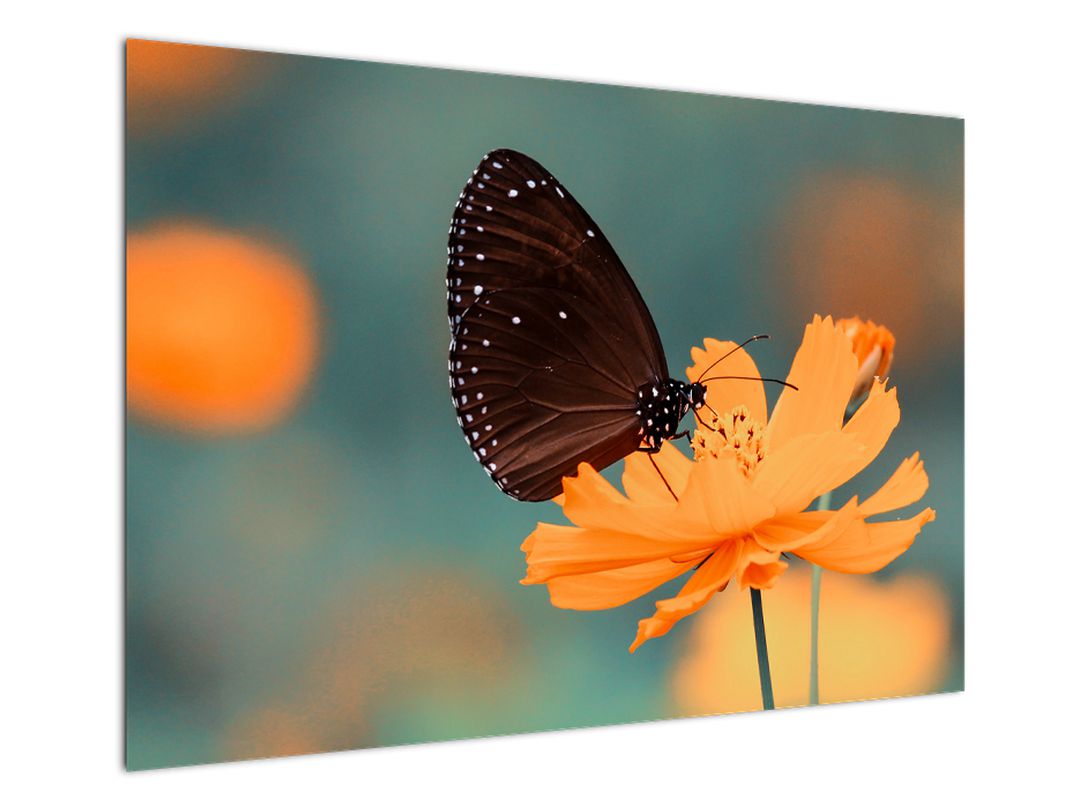Obraz - motýl na oranžové květině (V020577V10070)