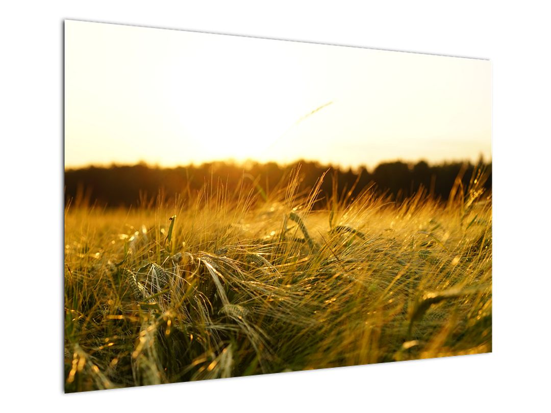Obraz orosené trávy (V020584V10070)