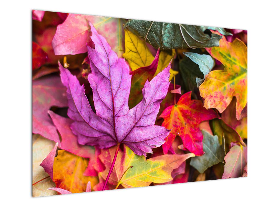 Obraz - podzimní listy (V020629V10070)