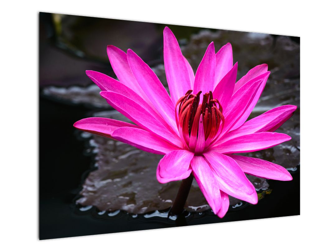 Obraz - růžový květ (V020636V10070)