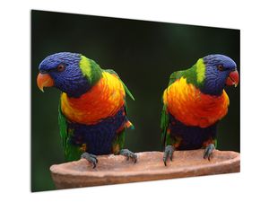 Schilderij - Papagaaien