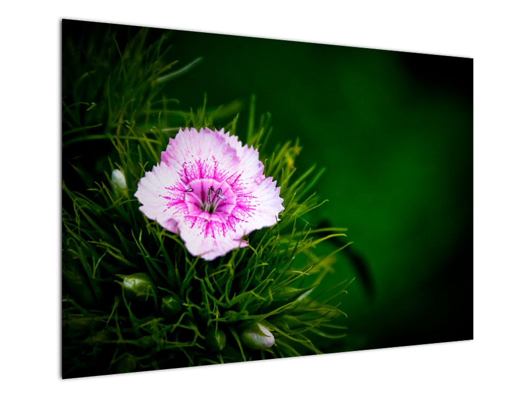 Obraz růžového květu (V020990V10070)