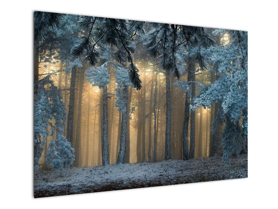 Obraz zasněženého lesa (V022318V10070)