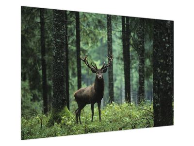 Obraz - Jeleń w głebokim lesie